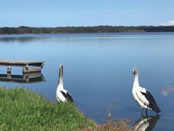 Birds on a lake