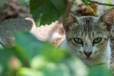 Close-up portrait of cat