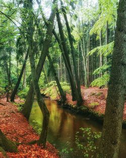 Trees in forest