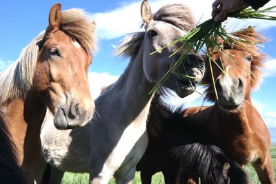 Close-up of horses