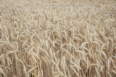 Full frame shot of wheat field