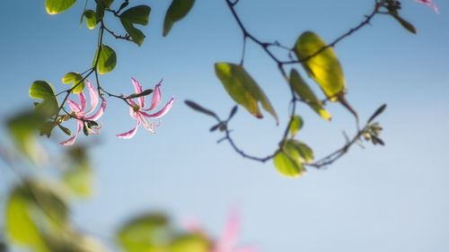 Low angle view of flowering plant against clear sky