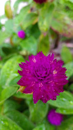 Close-up of pink rose flower