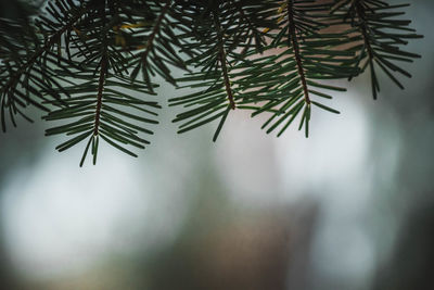 Close-up of raindrops on tree branch