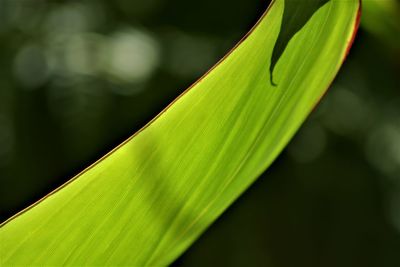 Close-up of fresh green leaf