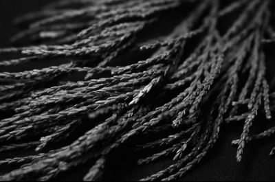 Full frame shot of rope