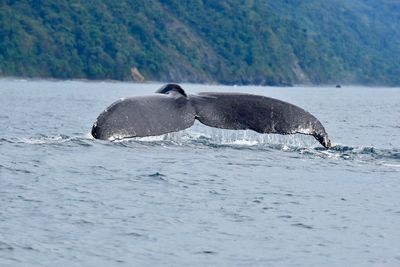 Whale swimming in sea