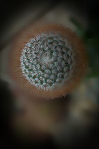 Close-up of dandelion on plant