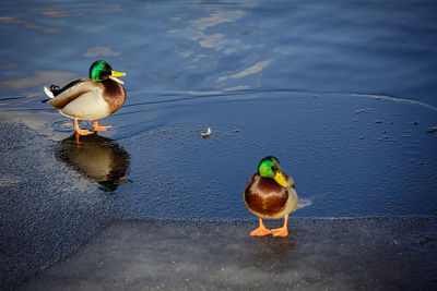 Duck swimming in lake