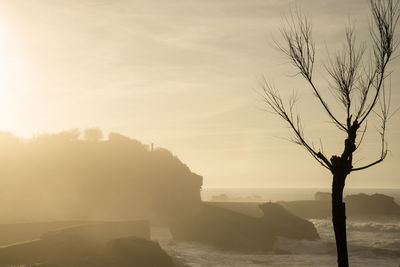 Silhouette tree by sea against sky during sunset