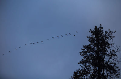 Low angle view of birds flying against sky