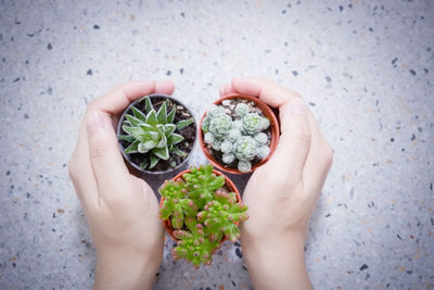 Directly above shot of hand holding succulent plant