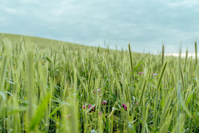 Crops growing on field against sky