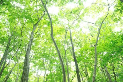 Low angle view of trees in forest