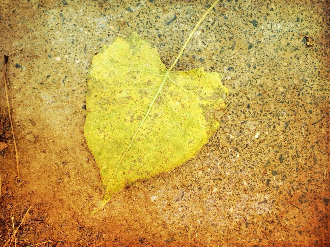 textured, high angle view, full frame, pattern, backgrounds, close-up, leaf, yellow, rough, no people, outdoors, day, green color, wall - building feature, cracked, street, nature, directly above, paint, detail
