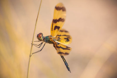 Close-up of dragonfly perching on stem