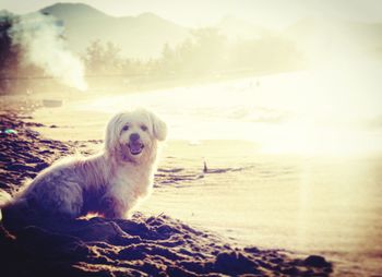 Portrait of dog on beach against sky during sunset