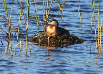 Duck swimming in lake