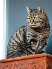 Close-up of tabby cat looking away