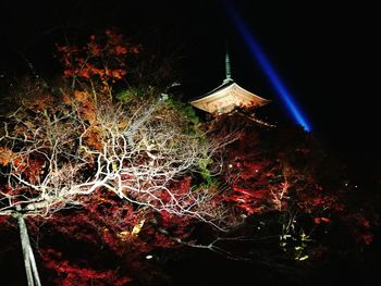 Low angle view of illuminated tree at night