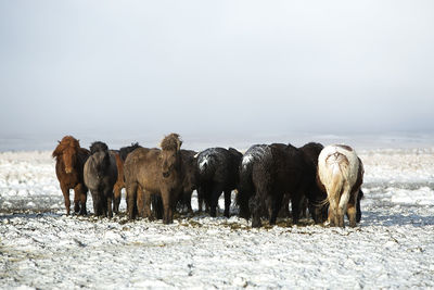 Herd of icelandic horses after a snow storm