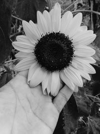 Close-up of hand holding flower