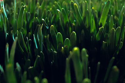 Full frame shot of plants