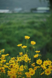 Close-up of yellow flowers blooming on field