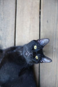 Directly above shot of black cat lying on boardwalk