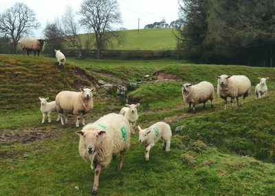 Sheep grazing on grassy field