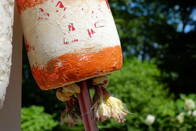 Close-up of mushroom