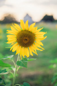 Close-up of yellow sunflower on field