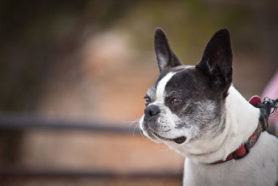 Close-up of french bulldog looking away