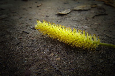 Close-up of yellow leaf on land