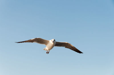 Low angle view of seagull flying against clear sky