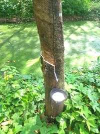 High angle view of tree trunk in forest