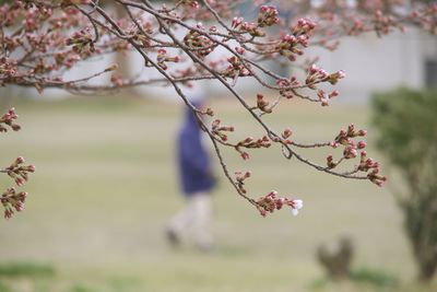 Close-up of pink cherry blossom tree