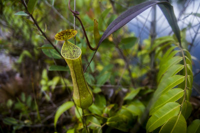 Close-up of fresh green leaves