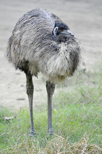 Emu on grassland