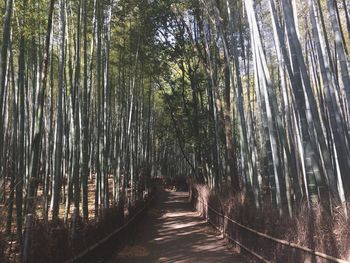 Walkway amidst trees in forest