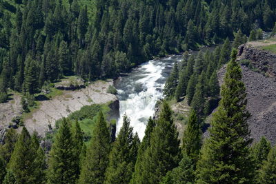 Water flowing amidst trees in forest