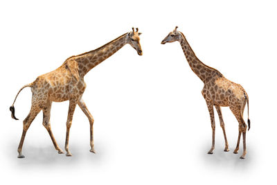 Giraffe standing against white background