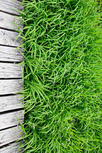 High angle view of plants growing on wood