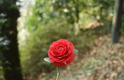 Close-up of red rose against blurred background