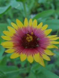 Close-up of yellow flower