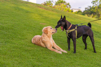 View of dogs on grassy field