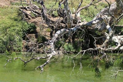 Reflection of trees in lake