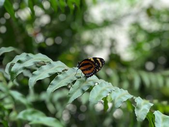 Close-up of butterfly on leaf