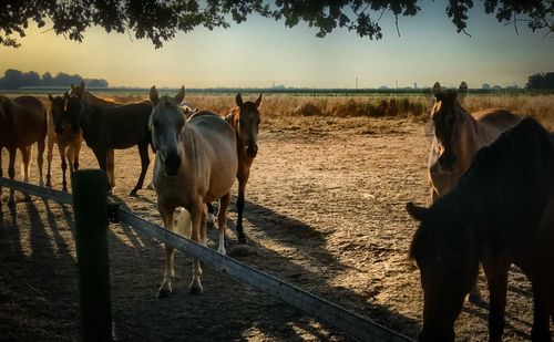 Horses in the field