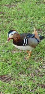 Close-up of a duck on field